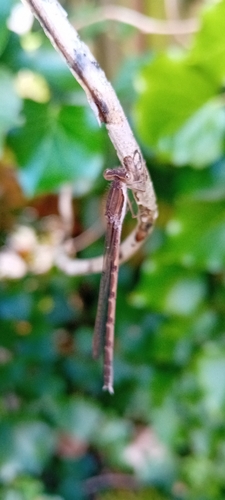 Common Winter Damselfly