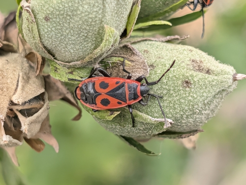 European Firebug