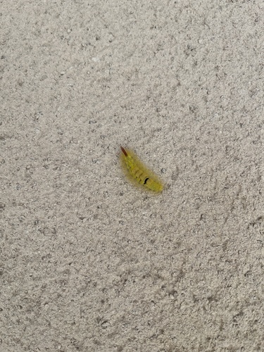 Pale Tussock Moth