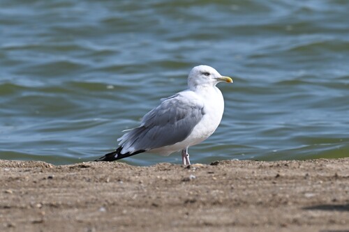American Herring Gull