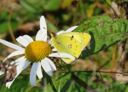 Pale Clouded Yellow