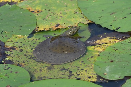 Spiny Softshell