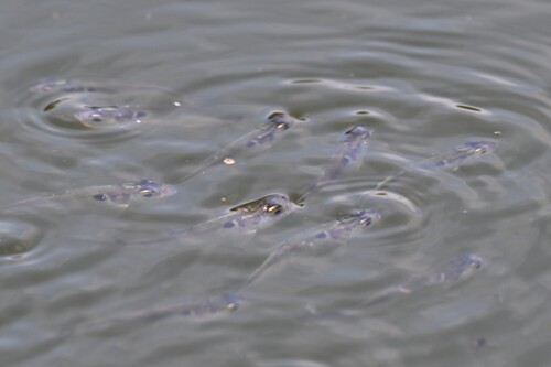 American Gizzard Shad