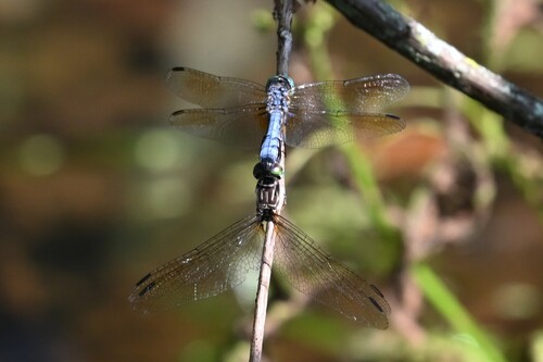 Blue Dasher