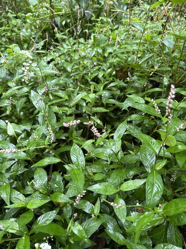 low smartweed