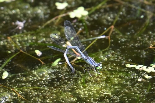 Eastern Forktail