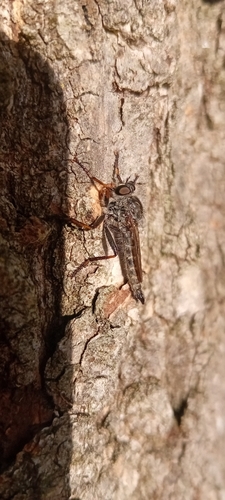 kite-tailed robberfly