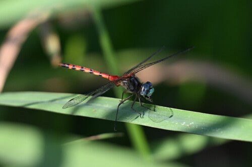 Blue-faced Meadowhawk