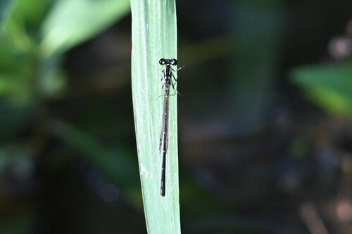 Fragile Forktail