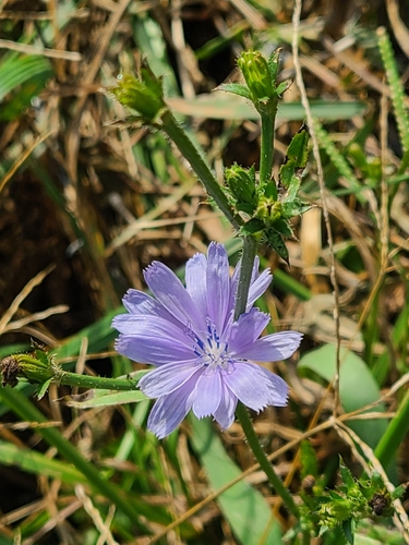 chicory