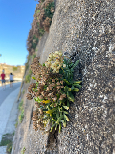 rock samphire
