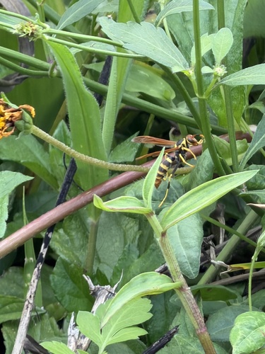 Caribbean Paper Wasp