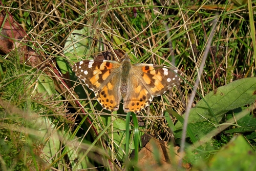 Painted Lady