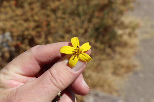 Bidens andicola, 2026-09-19