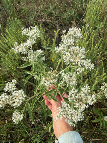 late boneset