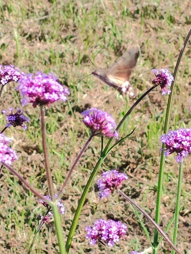 Eurasian Hummingbird Hawkmoth