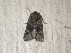 Lacinipolia quadrilineata