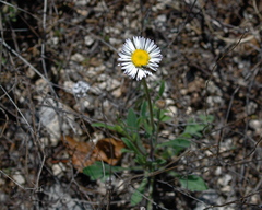 Erigeron strigosus strigosus