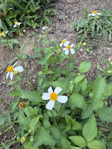 White beggarticks