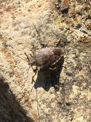 Brown Marmorated Stink Bug