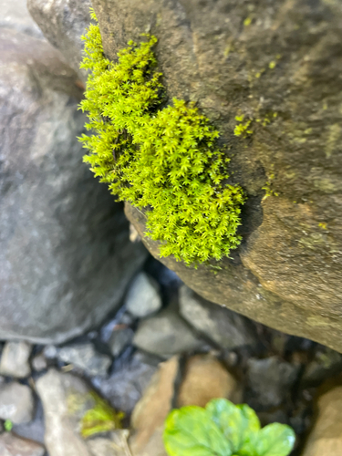 Dichodontium pellucidum observed 2026-09-18