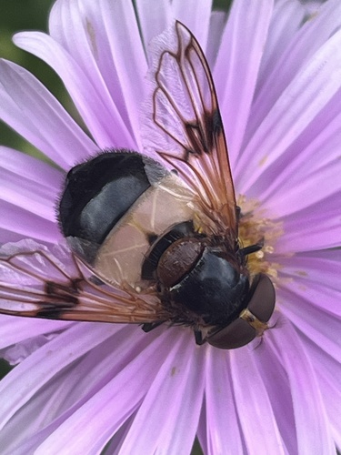 Pellucid Hover Fly