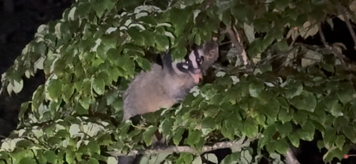 Chinese Masked Palm Civet