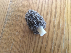 Morchella americana