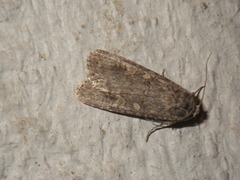 Spodoptera exigua