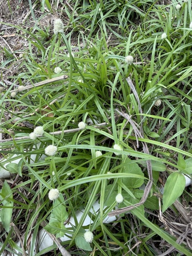 whitehead spikesedge
