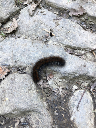 Fox Moth