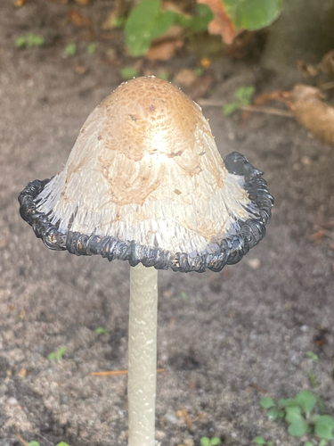 Shaggy Mane