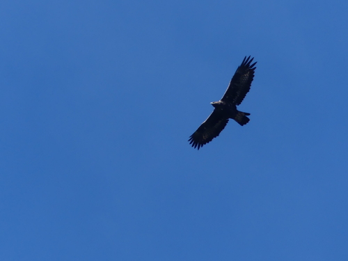 Golden Eagle