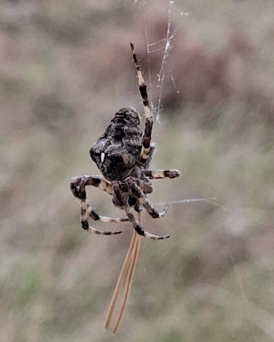 Angular Orbweaver Spider