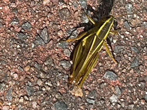 Two-striped Grasshopper