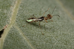 Echthrodelphax