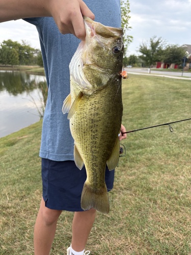 Largemouth Bass