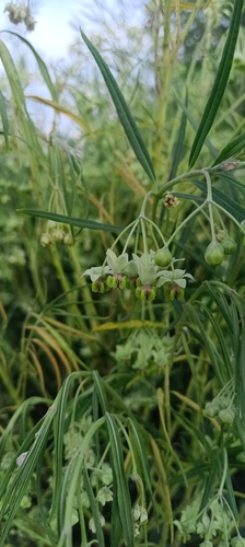 Narrow-leaf Cotton Bush