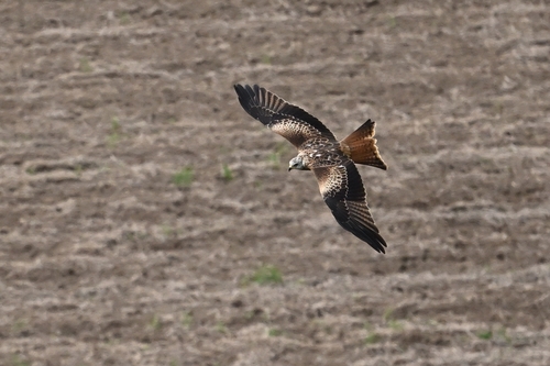 Red Kite