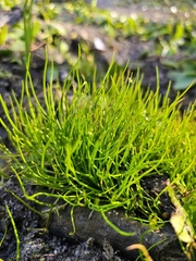 Pilularia globulifera