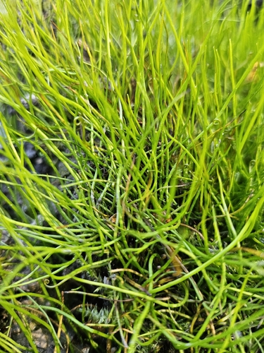 Pilularia globulifera, photograph 2