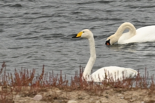 Whooper Swan