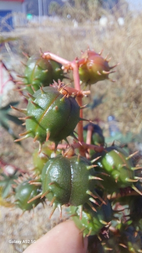 castor bean
