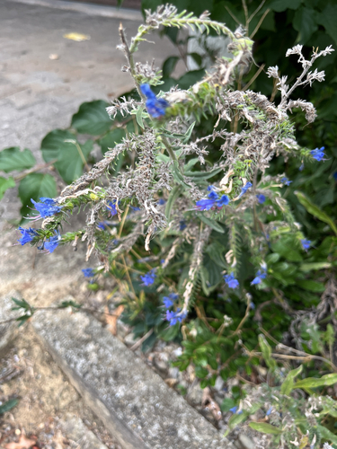 viper's-bugloss