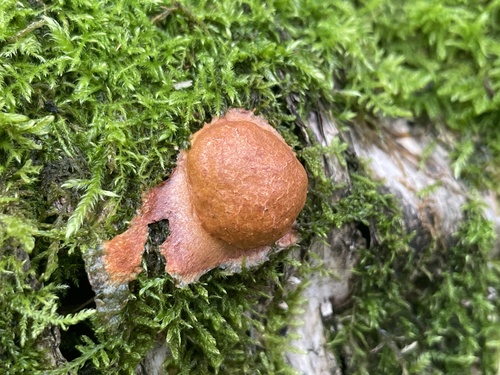 Fuligo leviderma