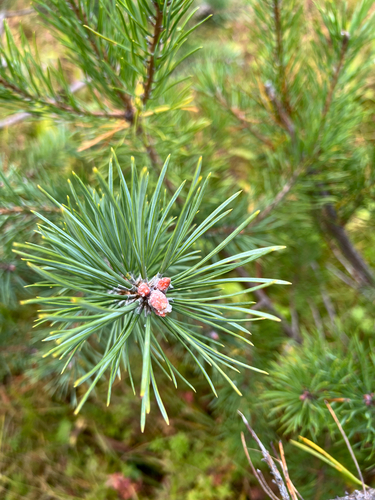 Scots pine