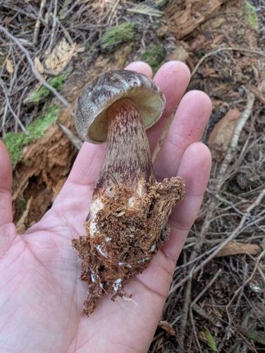 admirable bolete