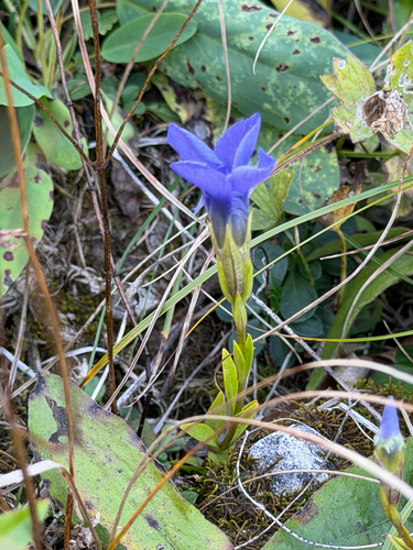 Fringe-flowered Gentian