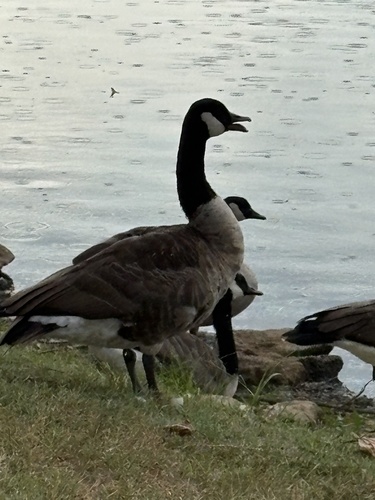 Canada Goose
