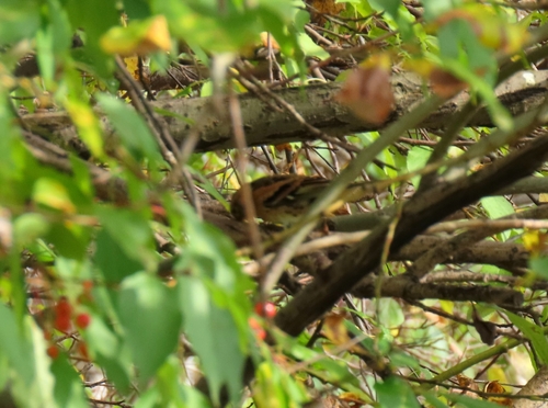 Brambling